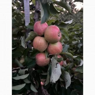 Продам Яблука : Чемпіон, Голден, Ліголь, Моді