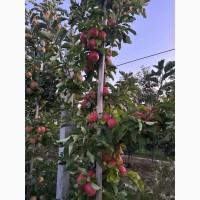 Продам Яблука : Чемпіон, Голден, Ліголь, Моді