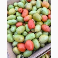 Продаємо бурий та зелений помідор оптом з поля