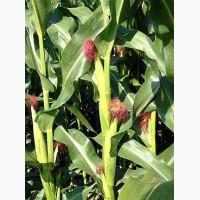 Продам кукурузу на экспорт. 0т поставщика с 5 0000 тысячи тонн