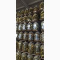 Продамо консервну продукцію від виробника. Огірки консервовані 3 л Томати консервовані 3 л