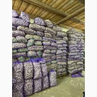 Продам часник 3+/чеснок/товарний/на посадку/продам тону часнику