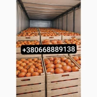 Продажа апельсинов и грейпфрутов оптом»