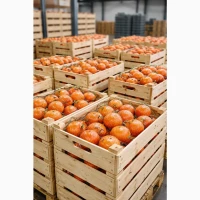 Продажа апельсинов и грейпфрутов оптом»