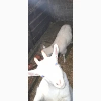 Продам коз кітних. Коза кози
