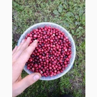Журавлина лісова очищена