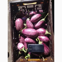 Продамо баклажан гурт