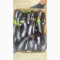 Продам товарний баклажан