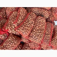 Продам цибулю арпаш Вольф