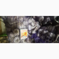 Продам часник Любаша