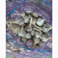 Продам часник Любаша