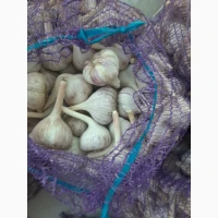 Продам часник Любаша