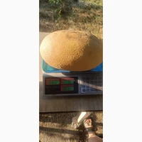 Продам диню Амазін