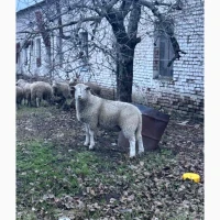 Продам племінного барана породи Меріноландшаф