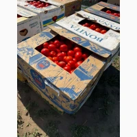 Продам помидор сливка номерная