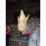 Продам утку живым весом