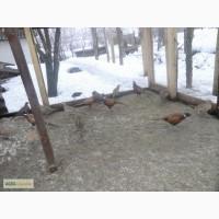 Продам фазанов