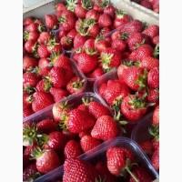 Недорого продам ягоды клубники с поля