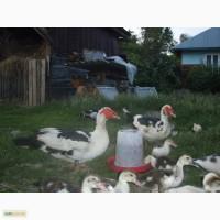 Продам мускусну качку