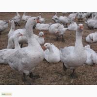 Продам инкубационное яйцо гуся породы мамут