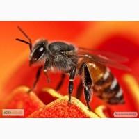 Распродажа пчелопакетов и меда