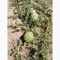Продам Арбуз