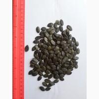 Продаем семечку тыквенную голосемянную сорт Glyaysdorfer