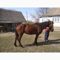 Продам коня