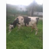 Продаю корову