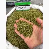 Маш / бобы мунг