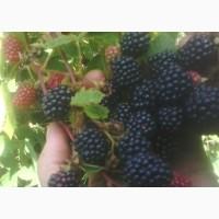 Продам саджанці ожини