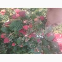 Продам ремонтантну малину Полана та ін