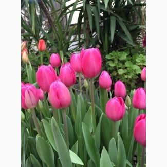 Тюльпаны, крокусы, ирисы