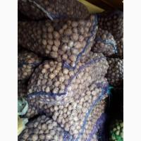 Продам орех грецкий