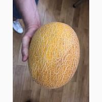 Продажа дыни крупным оптом от производителя. Возможен экспорт, безналичный расчет