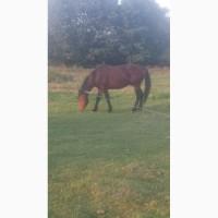 Продам молодого коня