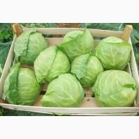 Капуста
