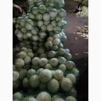 Капуста Золтон