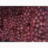 Продам цибулю