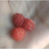 Малина (растение с открытой корневой системой) 3 грн