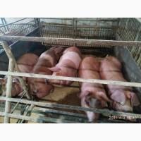 Продам свині живою вагою