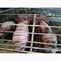 Продам свині живою вагою