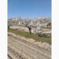 Продам мед сады+ рапс