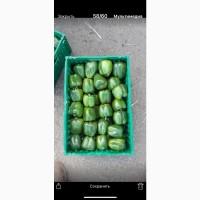 Продам зелёный перец. Сорт Аристотель