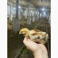 Підрощена курочка ломан браун