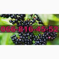 Закуповуємо на ящик та бочку бузину від населення та оптовиків