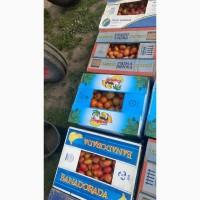 Продам помідор з поля
