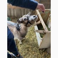 Продам козу з двома козенятами