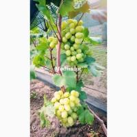 Саженцы винограда опт и розница
