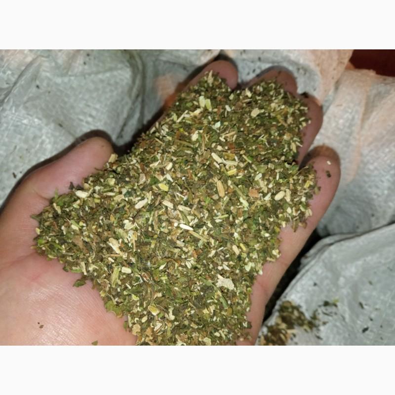 Фото 2. Домашня Махорка не пріла свіжий врожай